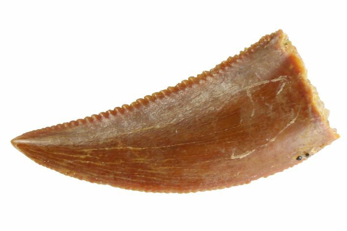 Serrated Raptor Tooth - Real Dinosaur Tooth #332790